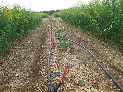 Microirrigation lines running through a crop row