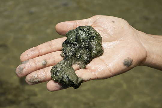 close up of algae in hand