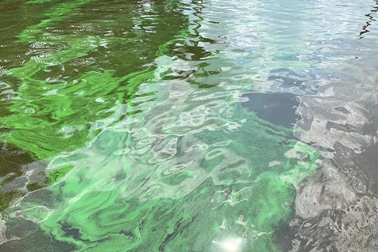 close up of an algal bloom on water 