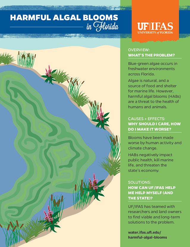 infographic about causes, effects, and solutions of harmful algal blooms