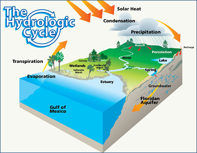 A graphic showing the hydrology cycle of Florida's water, from SWFWMD